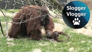 Orangutan Dad Is a Bit Rough With His Baby Son