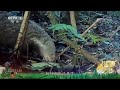 《秘境之眼》 食蟹獴 20241120 cctv