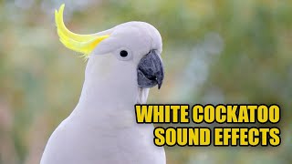 Cockatoo Sounds 🕊️ White Cockatoo Sounds