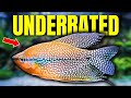 The 10 Most UNDERRATED Community Fish