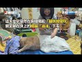 工作休息看到家貓爽躺　喵露軟骨功＋致命眨眼｜寵物動物｜橘貓｜可愛