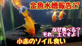 金魚水槽報告17「小赤のソイル食い」こっちゃんの生き物係