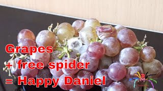 TarantulaDan finds a Spider in Supermarket Grapes!