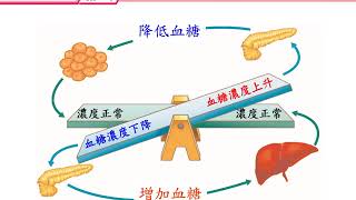 7上6 5血糖的恆定