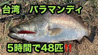 台湾　屏東　林邉大金池　5時間で釣果バラマンディ48匹　これ見ればどうやって釣っているか分かります。Taiwan Kaohsiung Barramundi fishing