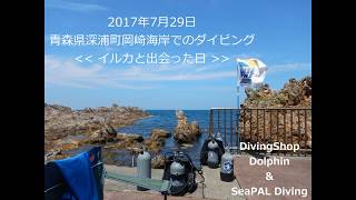 青森県深浦町でダイビング、イルカと遭遇！ 2017年7月29日