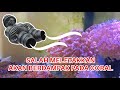 WAJIB TAU!! PENEMPATAN CORAL DI AQUARIUM