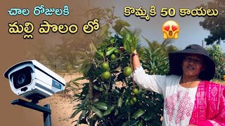 మై పేవరేట్ ప్లేస్ ఇన్ ది వరల్డ్🥰😊 #farmland #farming #youtube #subscribemychannel