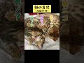 猫の育児（生後1ヶ月）🐈 shorts