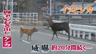 結末は？「イヌ」VS「野生のシカ」…道路上で20分ケンカ