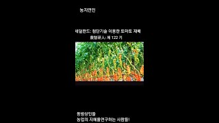 네덜란드 첨단기술을 이용한 토마토 재배법