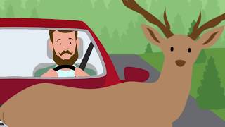 How To Avoid Hitting A Deer - GEICO Insurance