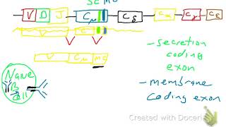 Secretion of antibodies