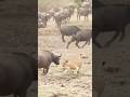 Buffalos vs. lions #shorts #shortsvideo #ytshorts