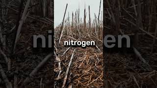 What if nitrogen have 100% of the earth #science #earth