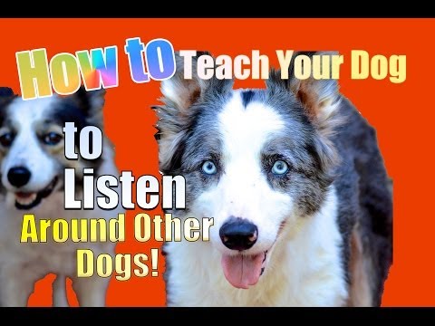 How to Teach your Dog to Listen TO YOU Around other Dogs! How to Teach your Dog to Listen TO YOU Around other Dogs!