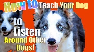 How to Teach your Dog to Listen TO YOU Around other Dogs!