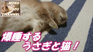 ただ寝ているだけで可愛いうさぎと猫（モコ＆ゆず＆マロン）Just a sleeping cute rabbit and a cat