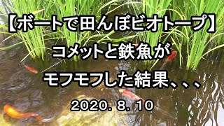 田んぼビオにコメットと鉄魚を放流したら問題発生！＾＾；