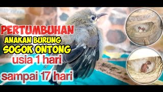 Perkembangan Burung Sogok Ontong dari Menetas Sampai Keluar Sarang || Breeding Sogok Ontong