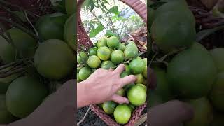 Harvesting mandarin orange or dalanghita 🍊 (citrus nobilis) #shorts #fruit #harvest