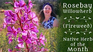 Rosebay Willowherb (Fireweed) - Irish Herb of the Month || Ditch Witch #shorts