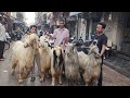 Biggest Size Kashmiri Huge Goats At RS Goats Nagpada Mumbai | Weight Master Bakre In Nagpada Mumbai