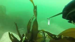 Alexis gonzalez spearfishing chile  (cabrilla)