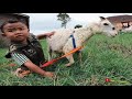 Domba Garut Bikin Gemas | playing with sheep is so fun