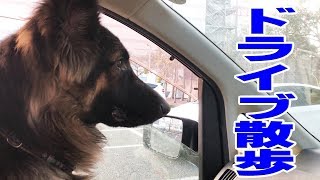 大型犬シェパード犬 ドライブ散歩German Shepherd Dog Akita Inu