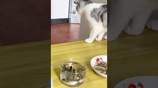 主人给猫钓了100条小鱼吃，结果猫一脸嫌弃！   西瓜视频 #003