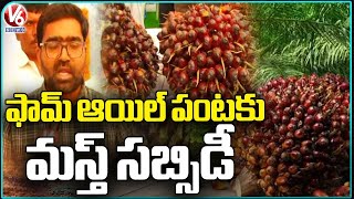 Telangana Govt Give 100 Subsidy For Oil Palm Cultivation | Rythu Panduga   |V6 News