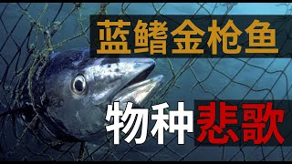 比大熊貓還瀕危的藍鰭金槍魚，為什麼市場買賣還在進行？ ？ | 貓脫酒館