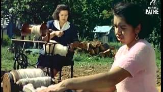 The making of Cowichan Sweaters by Ameila Charlie, a Newsreel from 1958