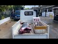 amazing massive 180kg blue marlin landed fishing village triumph