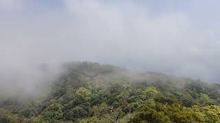 苗栗大湖薑麻園起霧 4K