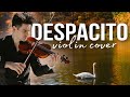 This video will make you smile! DESPACITO violin cover by David Bay and swans