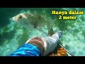 Panah ikan di laut dangkal - @AnakPanah89