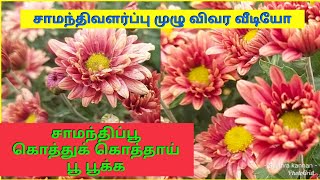 செவ்வந்திபூ/சாமந்திப்பூ செடி வளர்ப்பு முழு விவர வீடியோ/suji's garden