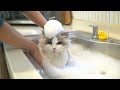 washing a cat in the sink