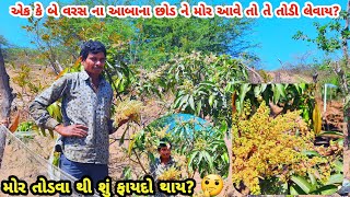 આંબાના નાના છોડ મા કેરી બેસવા દેવાય?🤔|કેરી ની ખેતી|આંબા નિ બાગ|vinod farmer|કેરી ના મોર|kesar keri