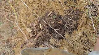 Transplanting young sourwood tree