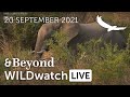 WILDwatch Live | 20 September, 2021 | Afternoon Safari | South Africa