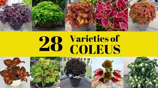 28 Best Varieties of Coleus Plant with Names | Mayana  🌳|  Coleus  Huge varieties | Swaroopa Diaries