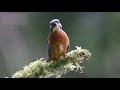 male kingfisher singing calling in uhd 4k in nottinghamshire uk with ambient sound