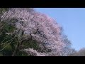 春の北本自然観察公園散策（埼玉県北本市）