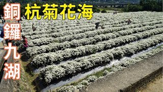 快來賞花 2018銅鑼九湖 杭菊綻放 花況8-9成 九湖休閒農場 菊祥如芋 | 阿嘉 aga 2018-11-14