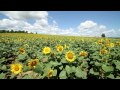 北海道　北竜町のひまわり畑 sunflower in hokuryu hokkaido japan