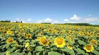 北海道　北竜町のひまわり畑 - Sunflower in Hokuryu, Hokkaido, Japan