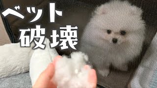 ベットを破壊して叱られる子犬のポメラニアン